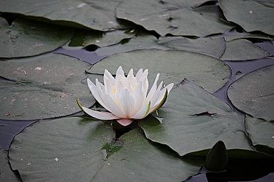 《购物中心经理模拟器》试玩发布 经营管理模拟